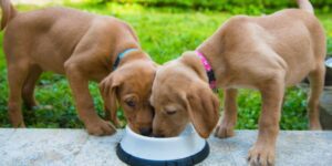Ab wann trinken Welpen Wasser? So erkennst du den richtigen Zeitpunkt!