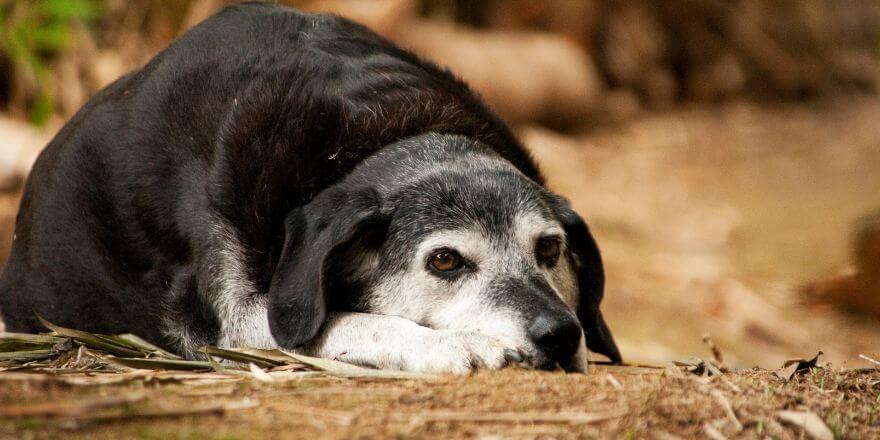 Ältere Hunde und Inkontinenz Ältere Hunde und Inkontinenz