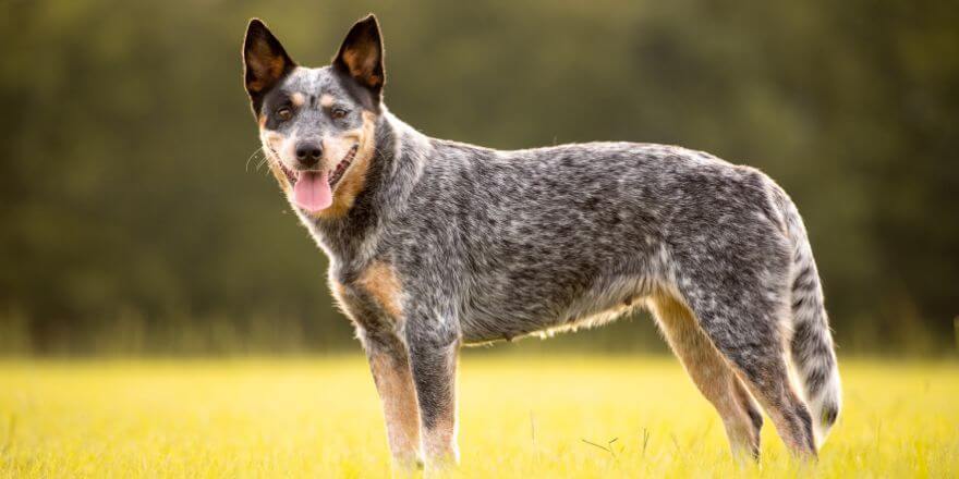 Australian Cattle Dog: Arbeiter mit außerordentlicher Intelligenz Australian Cattle Dog: Arbeiter mit außerordentlicher Intelligenz