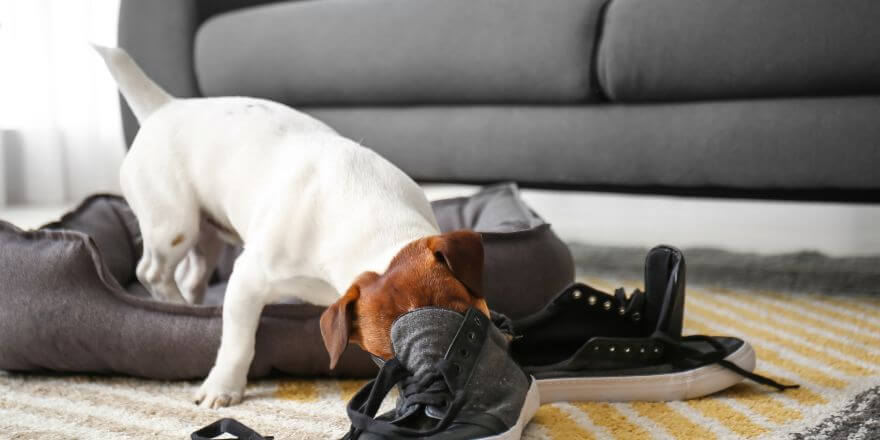 Beschäftigung für Hunde - Einfache Ideen für Zuhause Beschäftigung für Hunde - Einfache Ideen für Zuhause