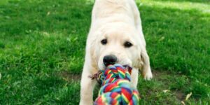 Beschäftigung für Hunde: So bleibt dein Hund glücklich und ausgeglichen