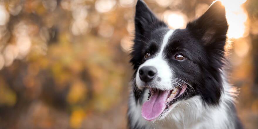 Border Collie: Die Intelligenteste Hunderasse der Welt Border Collie: Die Intelligenteste Hunderasse der Welt