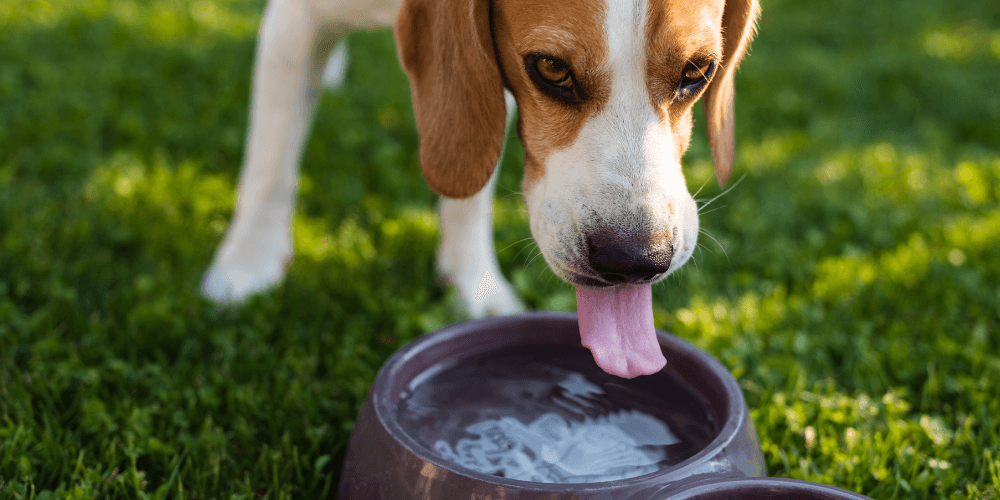 Braucht ein Hund nachts Wasser?