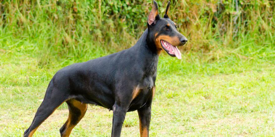 Dobermann: Ein Kluger Wachhund mit Köpfchen Dobermann: Ein Kluger Wachhund mit Köpfchen