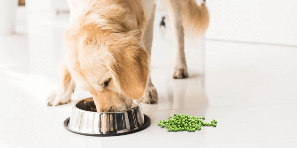 Dürfen Hunde grüne Erbsen essen