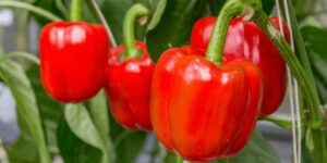 Dürfen Hunde Paprika essen? Was du wirklich wissen musst!