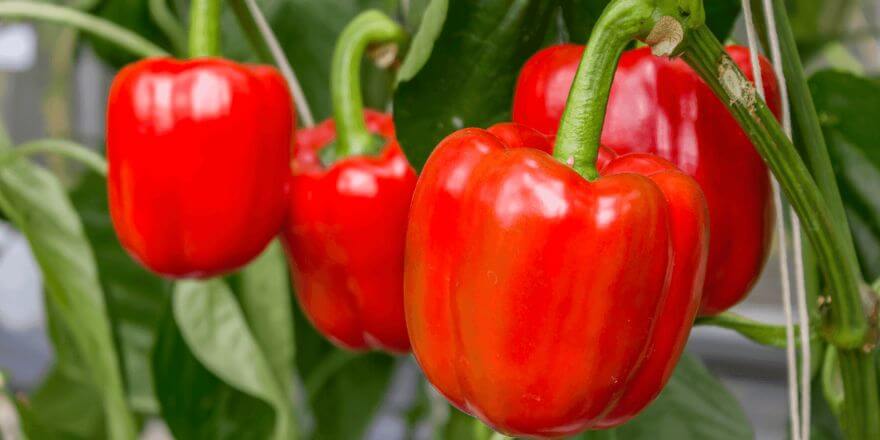 Dürfen Hunde Paprika essen? Was du wirklich wissen musst!