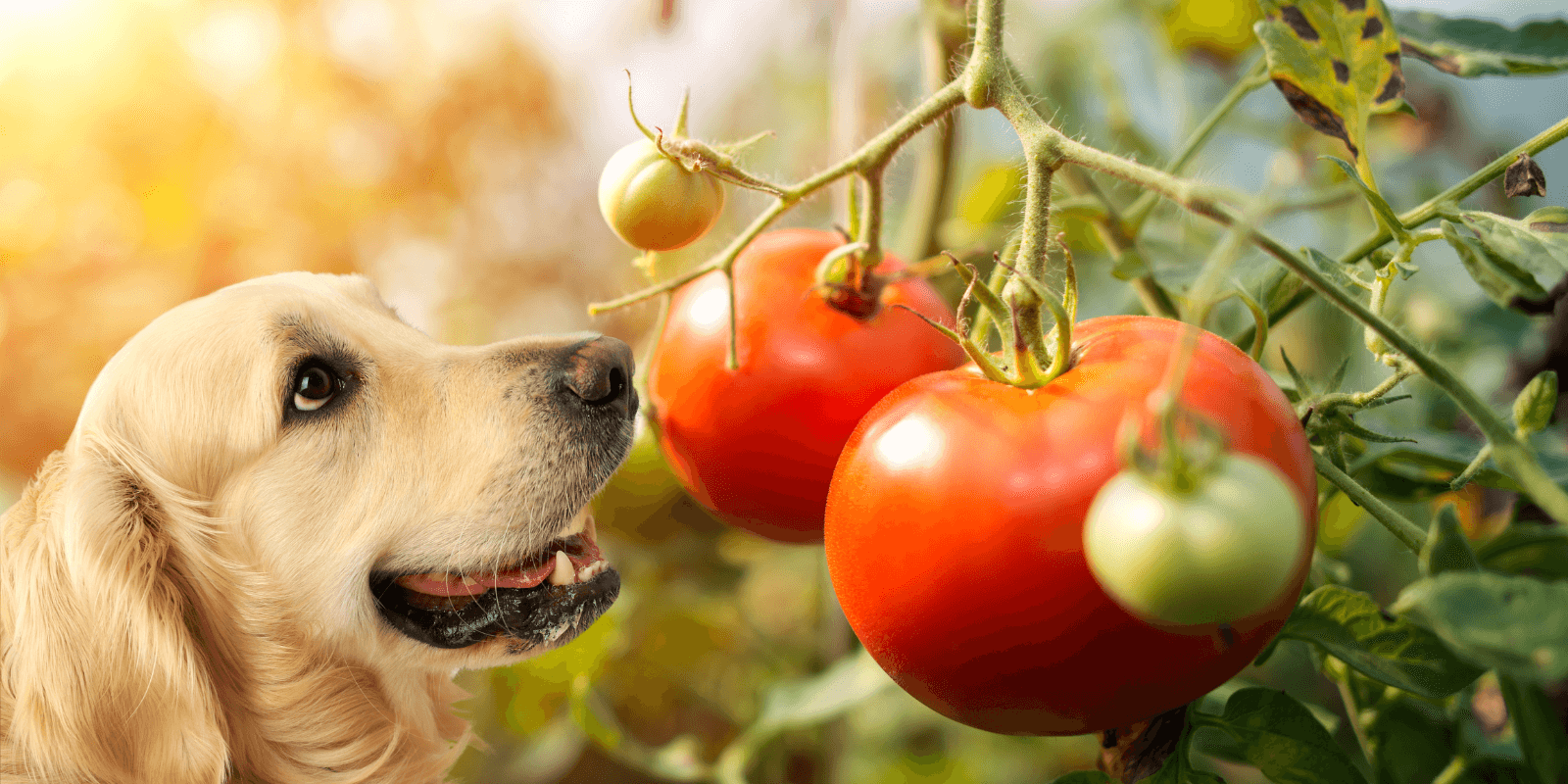 Dürfen Hunde Tomaten essen? Das solltest du beachten!