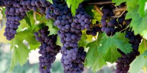 Dürfen Hunde Weintrauben essen? Was du unbedingt wissen musst!