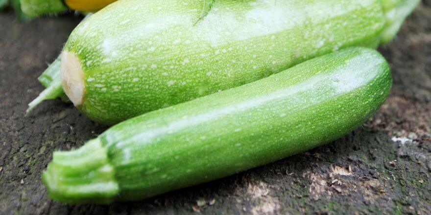 Dürfen Hunde Zucchini essen? Das musst du wissen!