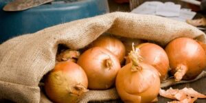 Dürfen Hunde Zwiebeln essen? Was du unbedingt wissen solltest!