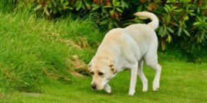 Familienhunde für Anfänger - treue Begleiter mit gutem Charakter