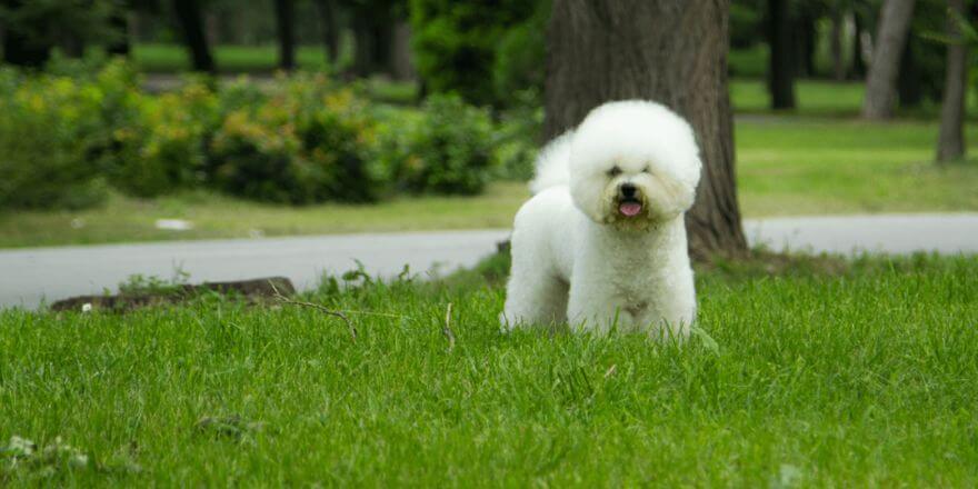 Flauschige kleine Hunderassen - Der Bichon Frise Flauschige kleine Hunderassen - Der Bichon Frise