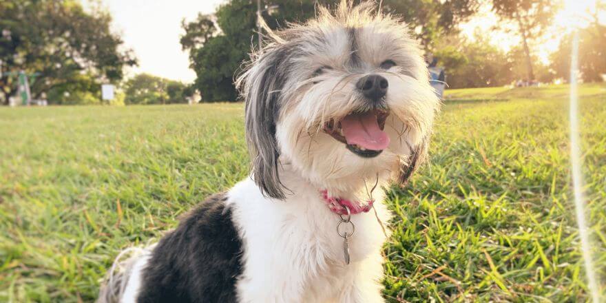 Flauschige kleine Hunderassen: Süße Begleiter mit großem Herz