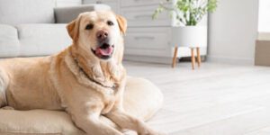 Futterstation für Hunde: Ordnung, Komfort und Hygiene im Alltag