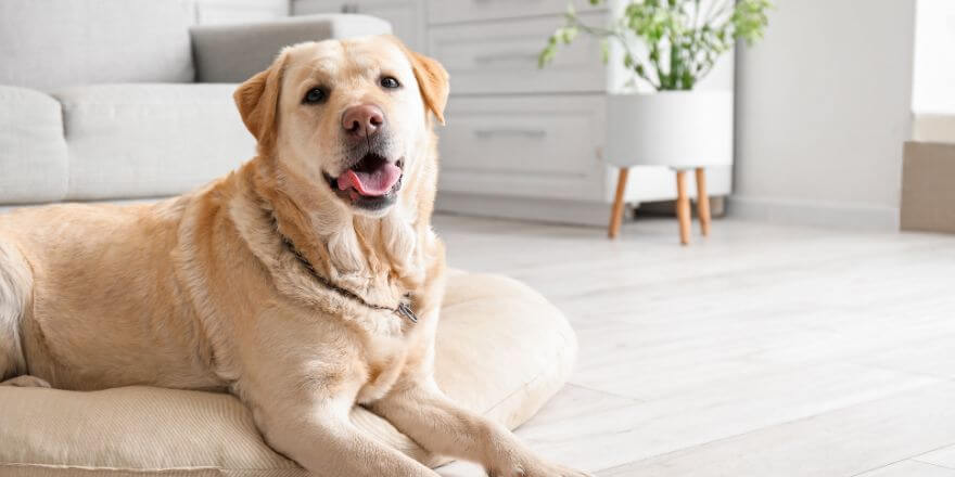 Futterstation für Hunde: Ordnung, Komfort und Hygiene im Alltag