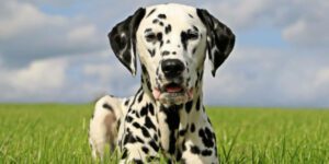 Gefleckte Hunderassen: Schön, besonders und oft unterschätzt