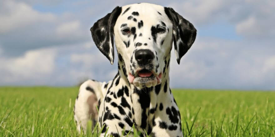 Gefleckte Hunderassen: Schön, besonders und oft unterschätzt