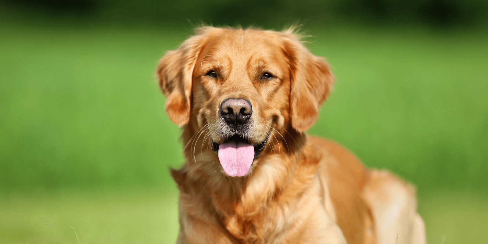 Die besten Golden Retriever Namen – über 150 schöne Ideen für deinen Hund