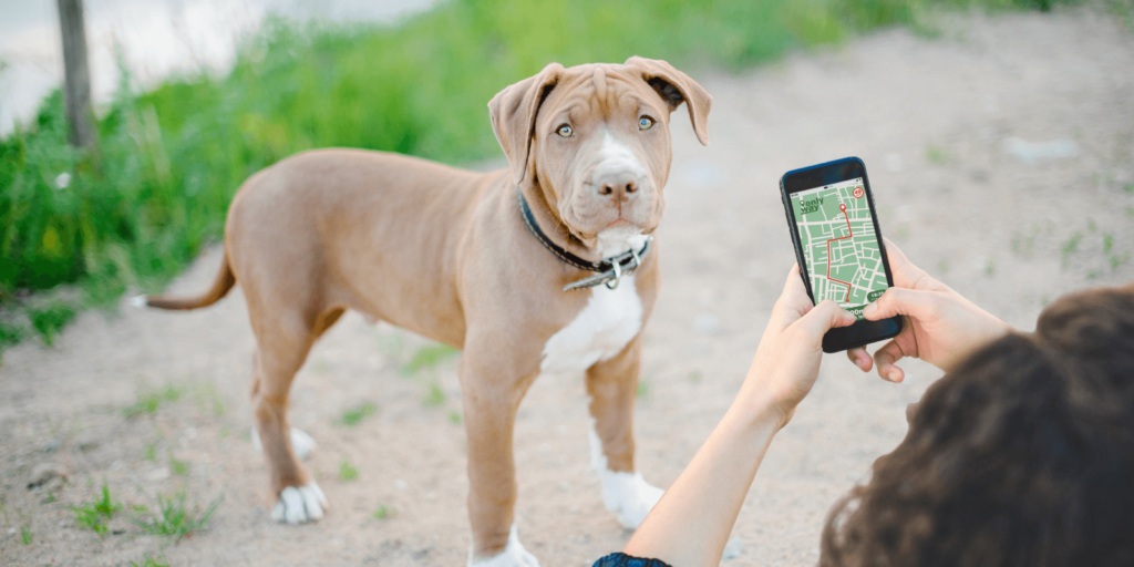 GPS-Hundehalsband: Kaufentscheidungen