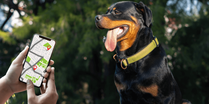 GPS-Hundehalsband: Die ultimative Lösung für die Sicherheit deines Hundes