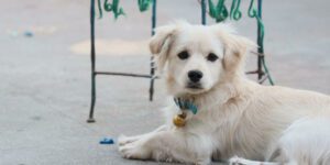 Griechische Hunderassen: Treue Begleiter mit Geschichte