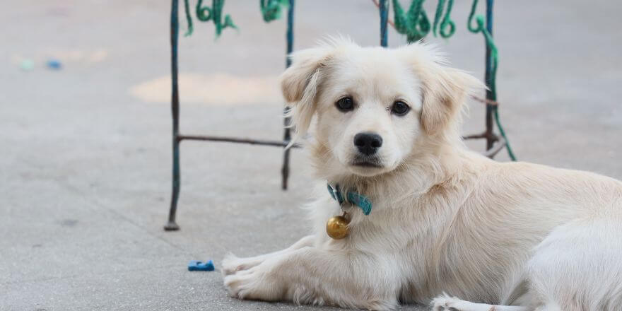Griechische Hunderassen: Treue Begleiter mit Geschichte