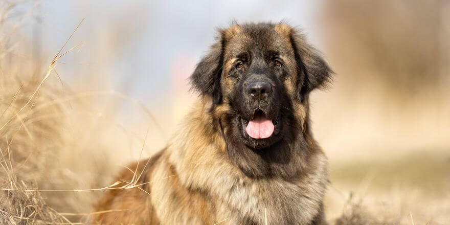 Große Hunde - auch für Einsteiger? Große Hunde - auch für Einsteiger?