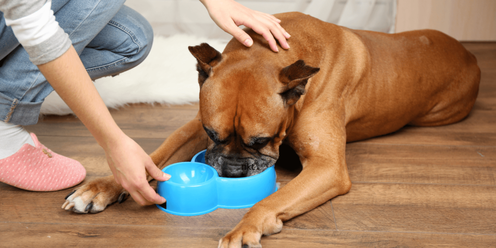 Die 8 häufigsten Gründe, warum dein Hund nicht trinkt