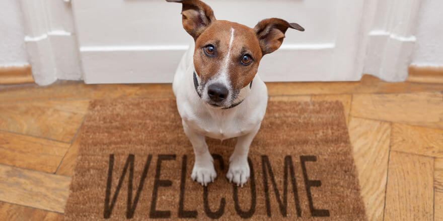 Hund an Besuch gewöhnen - so bleibt dein Vierbeiner entspannt