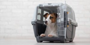 Hund an Box gewöhnen - so klappt es stressfrei