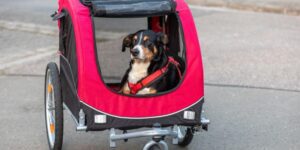 So gewöhnst du deinen Hund an den Fahrradanhänger