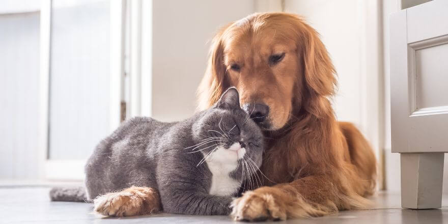 Hund an Katze gewöhnen - so klappt das Zusammenleben stressfrei
