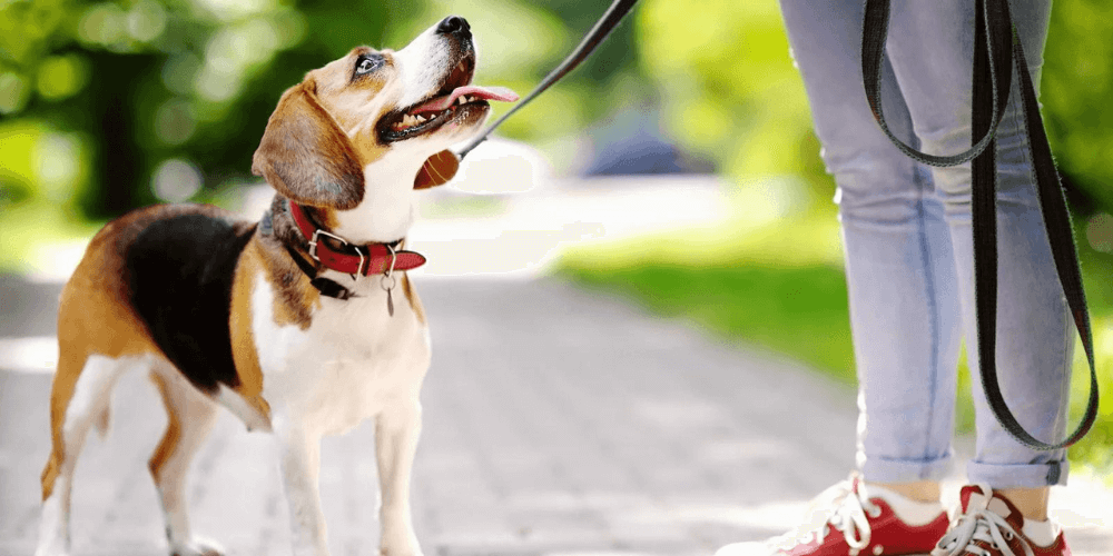 Hund an Leine gewöhnen: Mit Halsband und Leine laufen