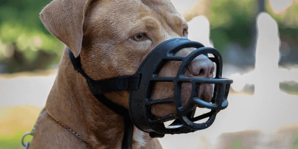 Hund an Maulkorb gewöhnen: Der richtige Weg für eine erfolgreiche Eingewöhnung