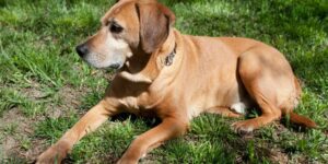 Wenn dein Hund schnell atmet mit geschlossenem Maul