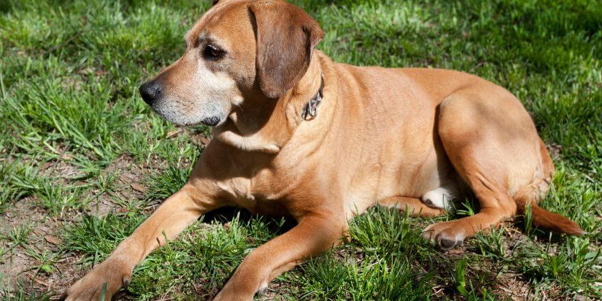 Wenn dein Hund schnell atmet mit geschlossenem Maul