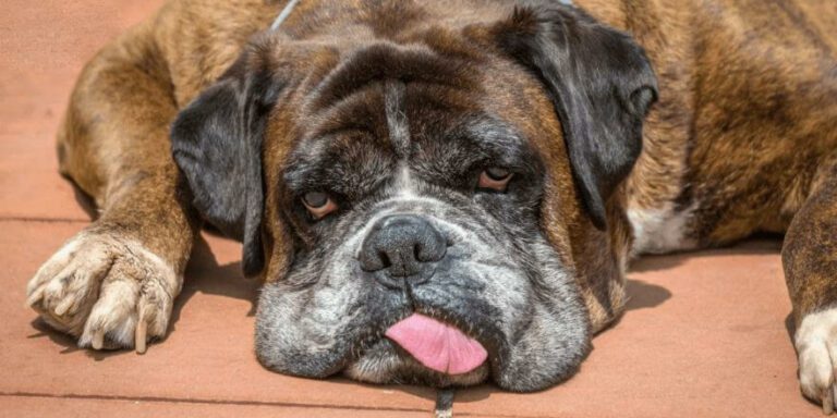 Hund bei Hitze abkühlen: So hilfst du deinem Vierbeiner durch heiße Tage