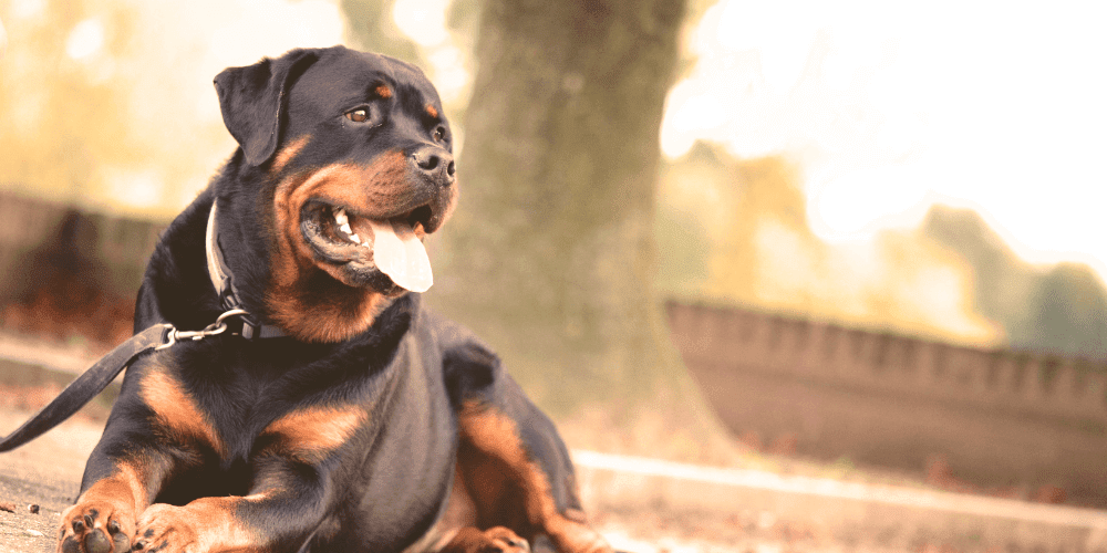 Hund beißt in die Leine - Effektive Tipps
