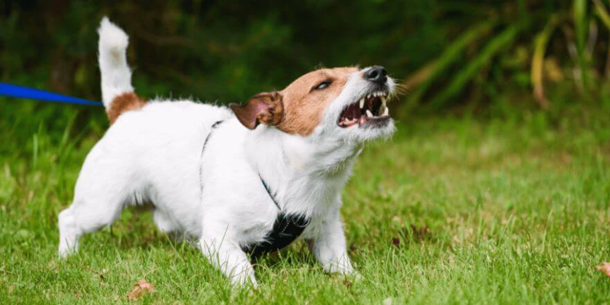 Hund bellt Menschen an Bellen abgewöhnen leicht gemacht