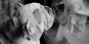 Hund bellt Spiegelbild an - was tun?