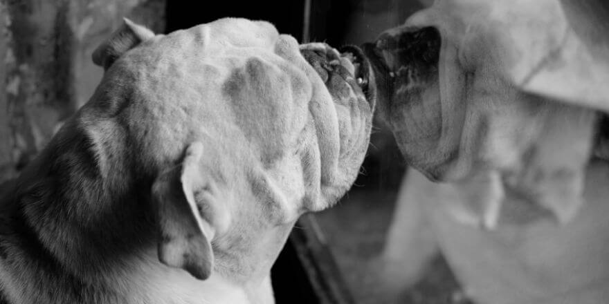 Hund bellt Spiegelbild an was tun? HundeWelpenTipps.de