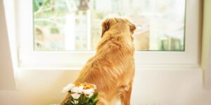 Wenn dein Hund bellt, wenn er alleine ist - was du tun kannst