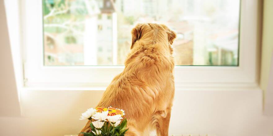 Hundewelpen Tipps zur Erziehung, Gesundheit und Pflege