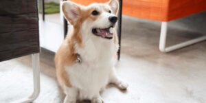 Wenn der Hund bellt, sobald es klingelt - was wirklich hilft