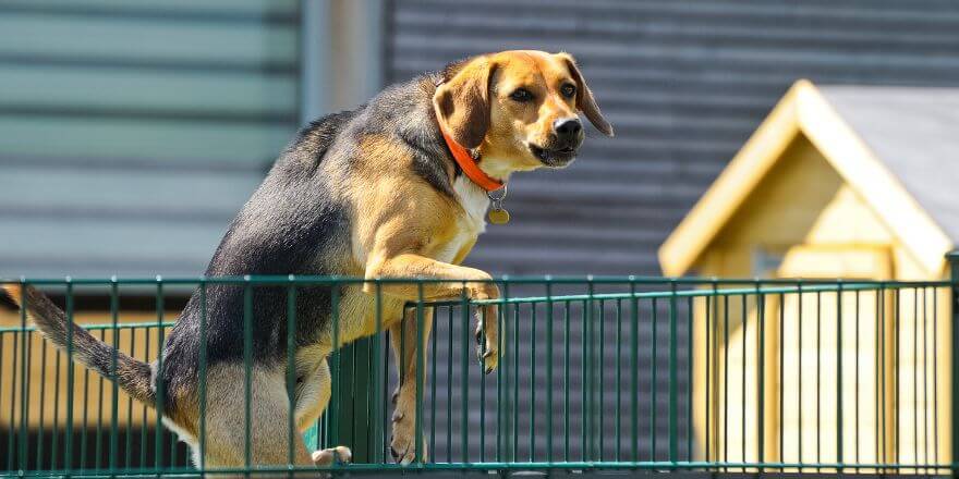 Warum dein Hund bellt, wenn Leute vorbeigehen - und was du tun kannst