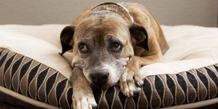 Wenn dein Hund brummt, weil er sich unwohl fühlt Wenn dein Hund brummt, weil er sich unwohl fühlt
