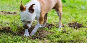 Warum dein Hund buddelt wie verrückt - und was du tun kannst