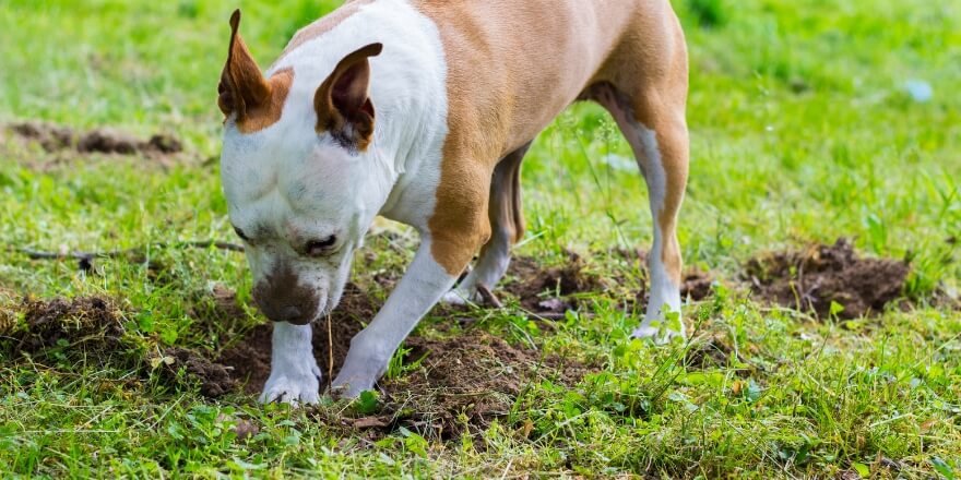 Warum dein Hund buddelt wie verrückt - und was du tun kannst