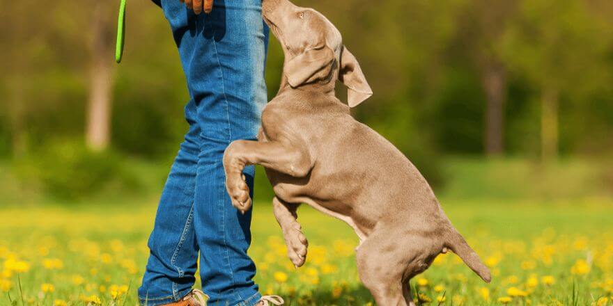 Schritt für Schritt: Hund das Anspringen abgewöhnen Schritt für Schritt: Hund das Anspringen abgewöhnen